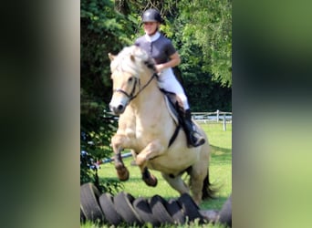Fjord Horses, Gelding, 7 years, 14.2 hh, Dun