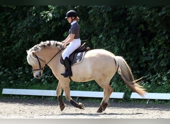 Fjord Horses, Gelding, 7 years, 14.2 hh, Dun