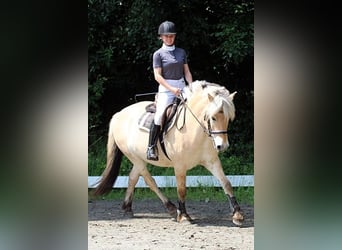 Fjord Horses, Gelding, 7 years, 14.2 hh, Dun