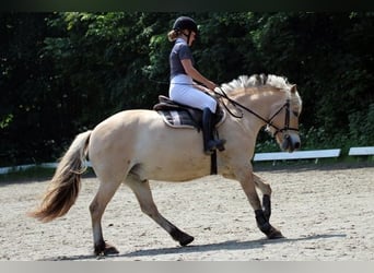 Fjord Horses, Gelding, 7 years, 14.2 hh, Dun