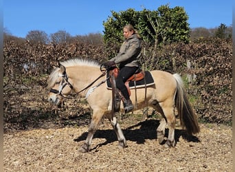 Fjord Horses, Gelding, 7 years, 14,2 hh, Dun