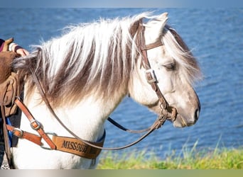 Fjord Horses, Gelding, 7 years, 14 hh, Buckskin