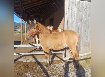 Fjord Horses Mix, Gelding, 7 years, 14 hh