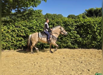 Fjord Horses, Gelding, 7 years, 14,2 hh, Dun