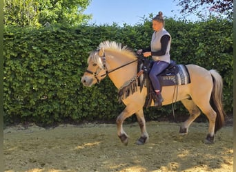 Fjord Horses, Gelding, 7 years, 14,2 hh, Dun