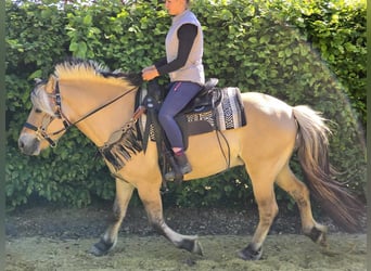 Fjord Horses, Gelding, 7 years, 14,2 hh, Dun