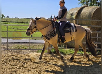 Fjord Horses, Gelding, 7 years, 14,2 hh, Dun