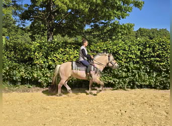 Fjord Horses, Gelding, 7 years, 14,2 hh, Dun