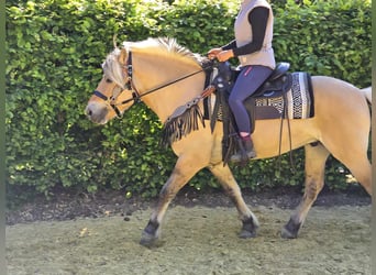 Fjord Horses, Gelding, 7 years, 14,2 hh, Dun