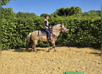 Fjord Horses, Gelding, 7 years, 14,2 hh, Dun