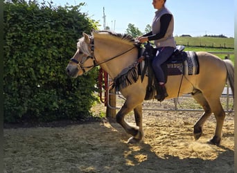 Fjord Horses, Gelding, 7 years, 14,2 hh, Dun