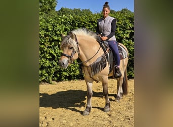 Fjord Horses, Gelding, 7 years, 14,2 hh, Dun