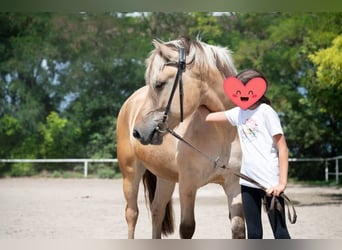 Fjord Horses, Gelding, 7 years, 15,3 hh, Dun
