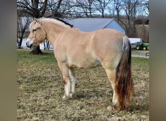 Fjord Horses, Gelding, 7 years, Dun