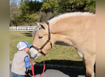 Fjord Horses, Gelding, 7 years, Dun