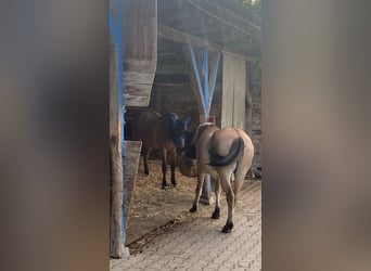 Fjord Horses Mix, Gelding, 8 years, 14.1 hh, Dun