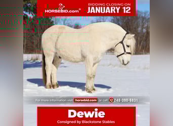 Fjord Horses, Gelding, 8 years, 14.1 hh, White