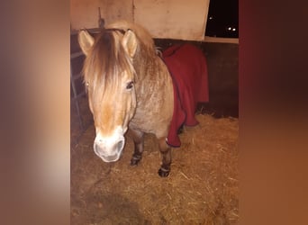 Fjord Horses, Gelding, 8 years, 14,3 hh, Brown-Light