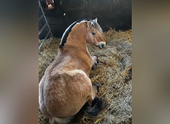 Fjord Horses, Gelding, 8 years, 14,3 hh