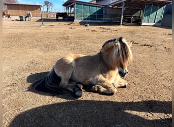 Fjord Horses, Gelding, 8 years, 14 hh, Dun