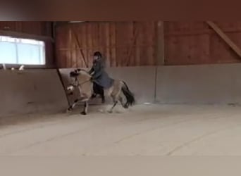 Fjord Horses, Gelding, 8 years, 14 hh, Dun