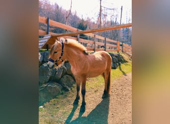 Fjord Horses, Gelding, 8 years, 14 hh, Dun