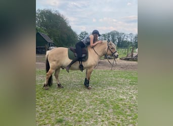 Fjord Horses, Gelding, 8 years, 14 hh, Dunalino