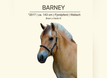Fjord Horses, Gelding, 8 years, 14,1 hh, Dun