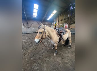 Fjord Horses, Gelding, 8 years, 14,1 hh, Dun