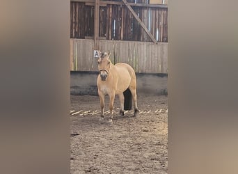 Fjord Horses, Gelding, 8 years, 14,1 hh, Dun