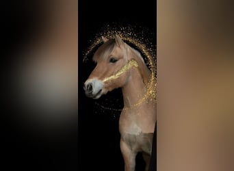 Fjord Horses, Gelding, 8 years, 14,1 hh, Dun