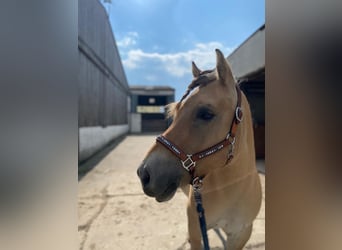 Fjord Horses, Gelding, 8 years, 14,1 hh, Dun