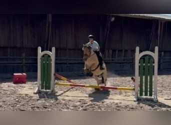 Fjord Horses, Gelding, 8 years, 14,1 hh, Dun