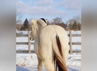 Fjord Horses, Gelding, 8 years, 14,1 hh