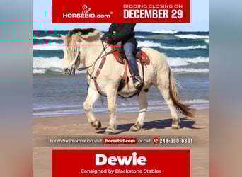 Fjord Horses, Gelding, 8 years, Dun