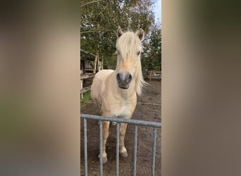 Fjord Horses, Gelding, 9 years, 13.2 hh, Dun