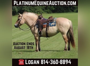 Fjord Horses, Gelding, 9 years, 14.1 hh, Buckskin