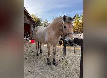 Fjord Horses, Gelding, 9 years, 15 hh, Dun