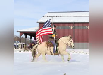 Fjord Horses, Gelding, 9 years, Dun