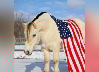 Fjord Horses, Gelding, 9 years, Dun