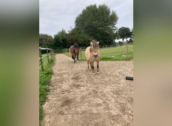 Fjord Horses, Mare, 10 years, 13,1 hh, Dun