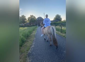 Fjord Horses, Mare, 10 years, 13,1 hh, Dun