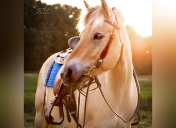 Fjordpferde, Stute, 10 Jahre, 14,1 hh, Falbe