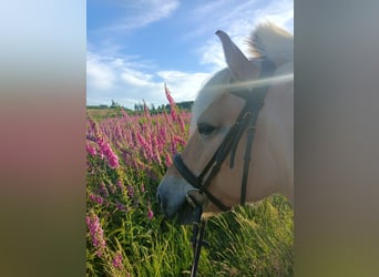 Fjord Horses, Mare, 10 years, 14,1 hh, Dun