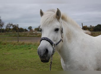 Fjordpferde Mix, Stute, 11 Jahre, 13,3 hh, White