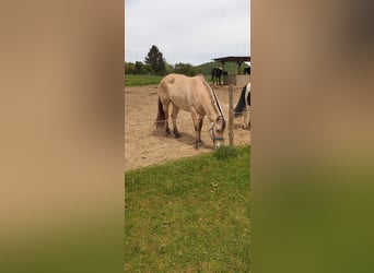 Fjordpferde, Stute, 11 Jahre, 14,1 hh, Falbe