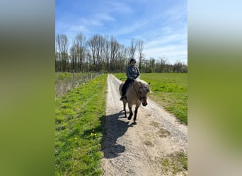 Fjord Horses, Mare, 11 years, 14.1 hh