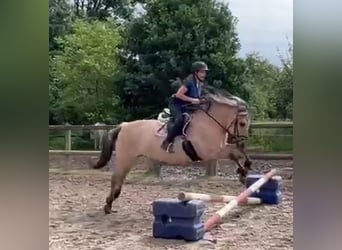 Fjord Horses, Mare, 11 years, 14.1 hh