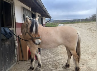 Fjord Horses, Mare, 11 years, 14.2 hh, Dun