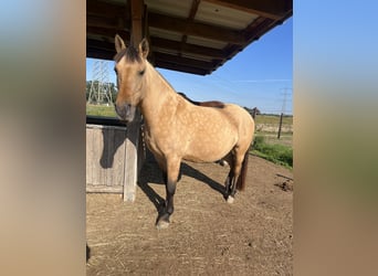 Fjord Horses Mix, Mare, 11 years, 14.2 hh